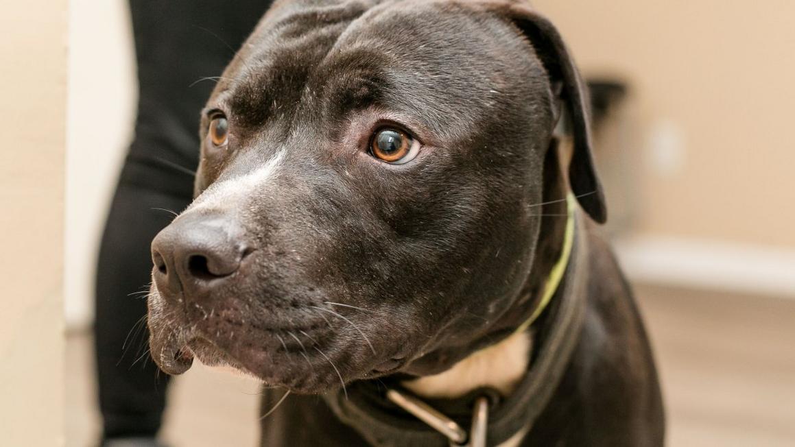spca 2 3