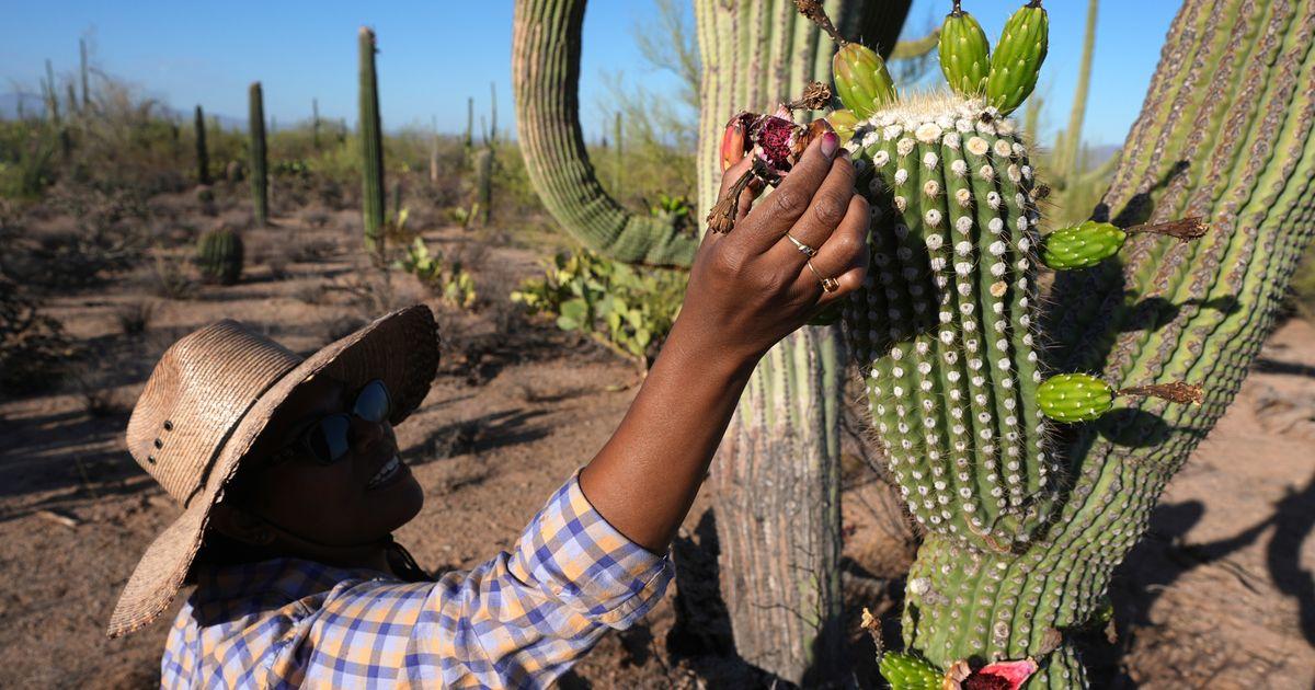 Ở vùng biên giới Arizona, vụ thu hoạch saguaro thiêng liêng đánh dấu năm mới của người Tohono O’odham