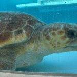 Rùa biển khổng lồ mang trứng về đại dương sau khi được chữa trị ở Florida