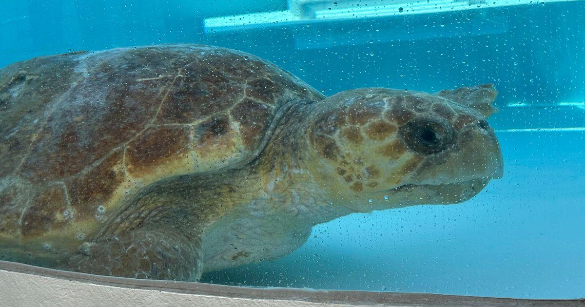 urnpublicidap.org4e113f89fd2ad38686c31f364338f2b4Sea Turtle Release 89224