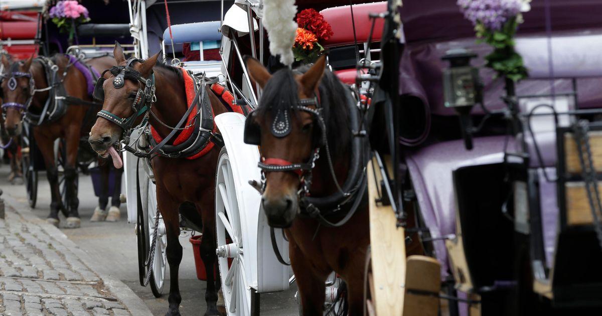 urnpublicidap.org608fc099637129c9f0e19fa01730b096Carriage Horse Driver Trial 55199