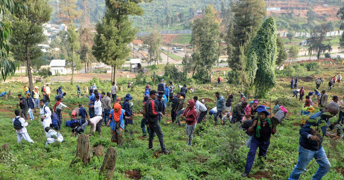 urnpublicidap.org6658d3c115738702a6a679b0eea43f30Ethiopia Tree Planting 34597