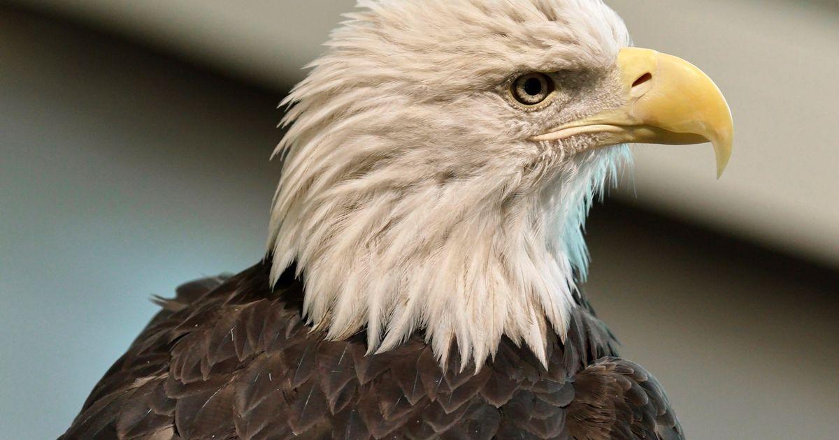 urnpublicidap.org714aa18fedee126adb299b280b392d97Sacred Bald Eagles 97274