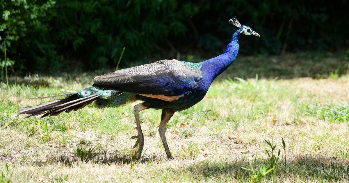 urnpublicidap.org79403d928e132bbf0d19b0825f2cc6c8Missing Peacocks 79522