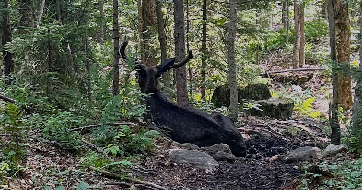 urnpublicidap.orgc5d2332038ead4c127135ade1010ee13Moose Blocks Trail 70632