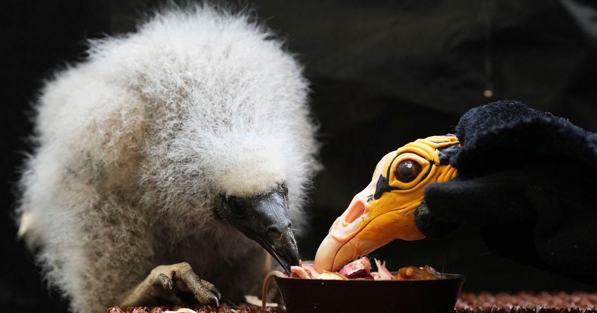 urnpublicidap.orgfb9ef1f50272330cdef501a4c271bc34Czech Republic Baby Vulture 18403
