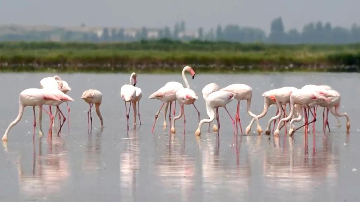 Flamingo phá hoại mùa màng ở Ý