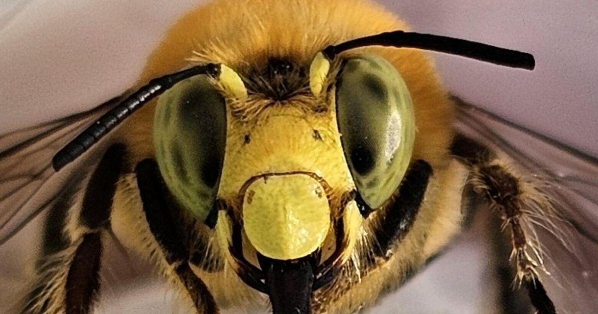 08012025 Bee Atlas tzr 115938
