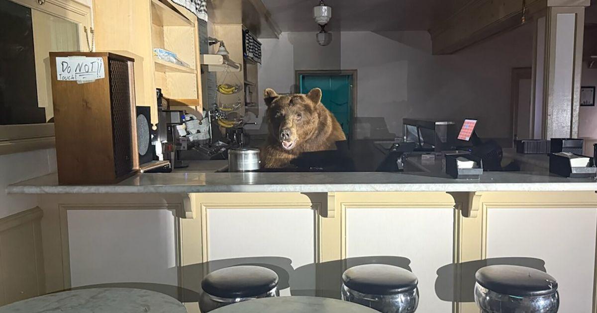 08202025 bear tzr tzr 175956