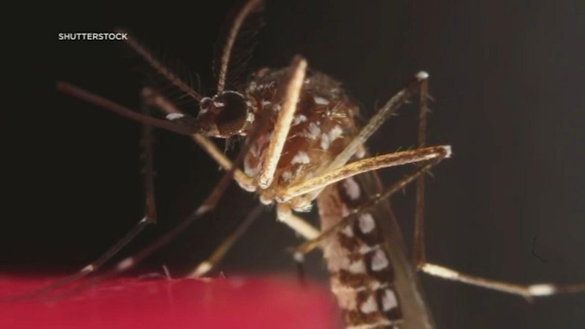17448576 080525 kgo mosquito img