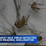 Phát Hiện Virus West Nile Tại Quận Berks, Pennsylvania