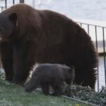 Quan chức động vật hoang dã đổi ý, không triệt sản gấu mẹ bị người dân Lake Tahoe bảo vệ