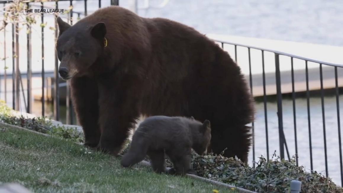 17618767 082225 kgo tahoe bears img