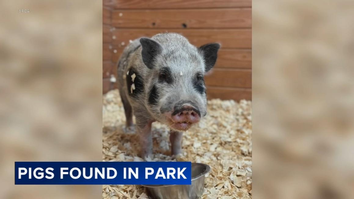17657176 082625 wpvi pigs in park trish 6pm CC vid