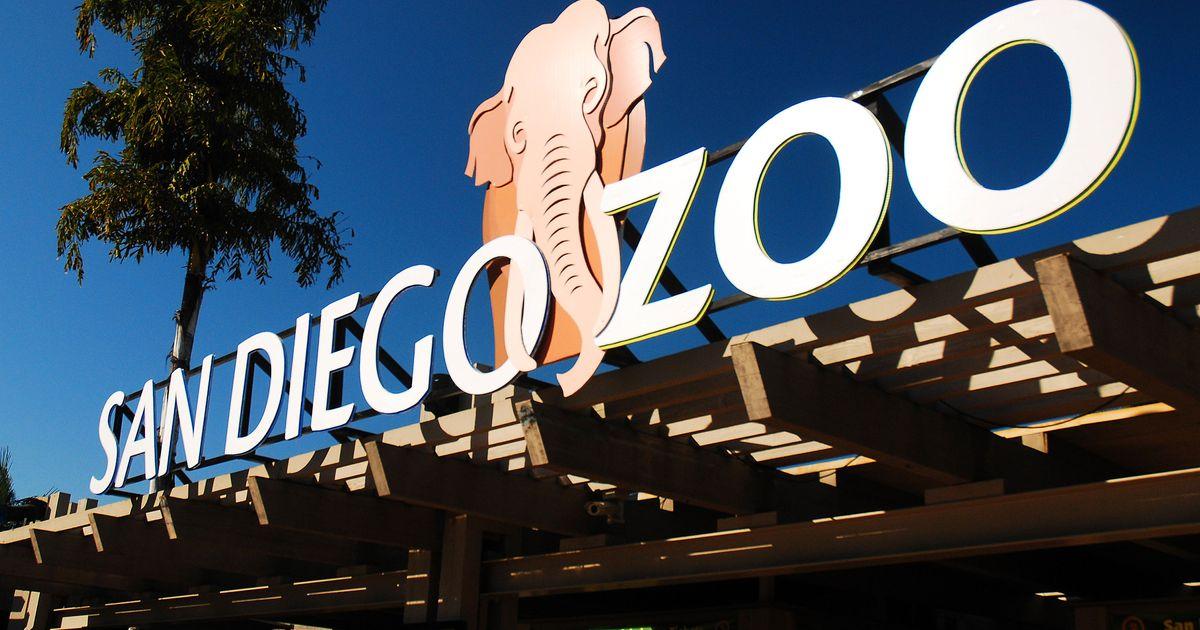 202508231650MCT PHOTO US NEWS SANDIEGO ZOO ANIMAL DEATHS DMT
