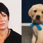 Ghislaine Maxwell không được tham gia huấn luyện chó nghiệp vụ tại nhà tù mới