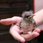 Tổ chức All Things Wild Rehabilitation giúp động vật bị thương trở về nhà
