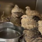 Hơn 40 chim cút được tìm thấy sau cuộc đột kích ở Đông Bắc Philadelphia