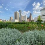 Ốc đảo xanh giữa lòng Houston: Cận cảnh ‘sky farm’ độc đáo