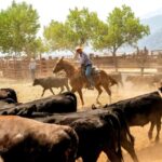 Cháy Rừng Dữ Dội Ở California: Hàng Trăm Ngôi Nhà Bị Đe Dọa