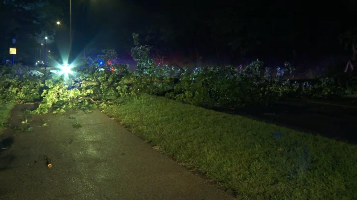 Downed tree on Kelly Drive