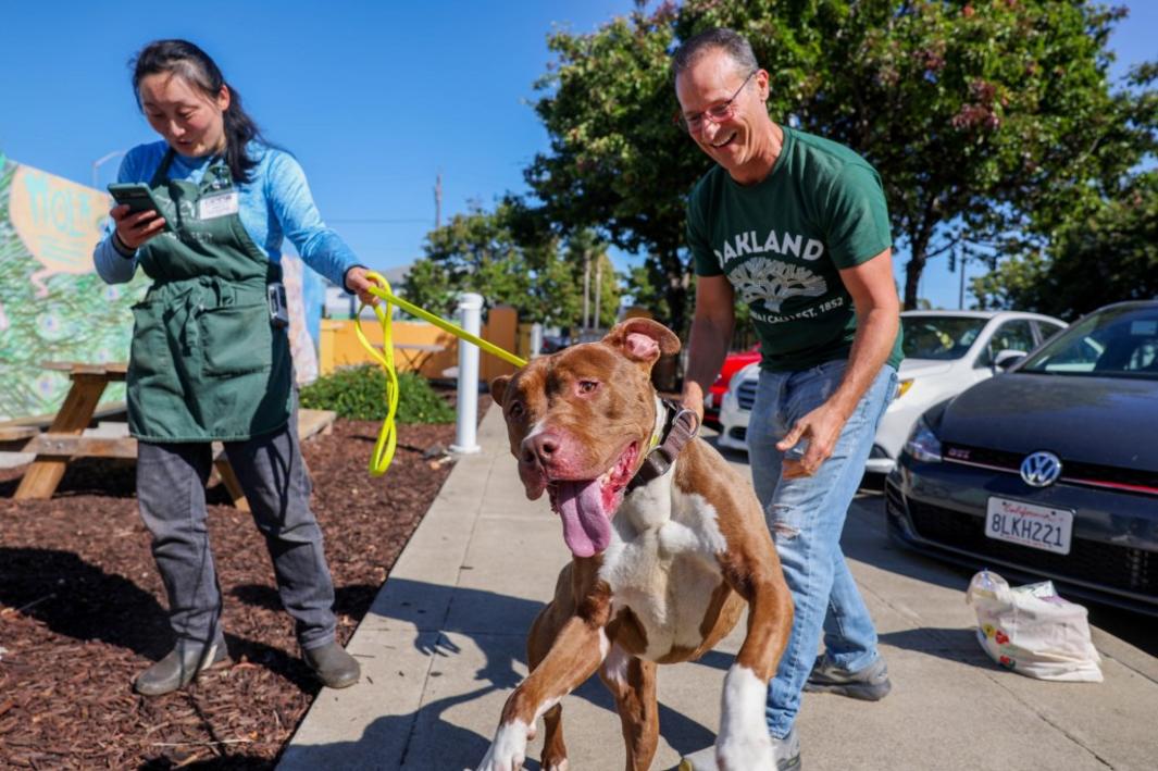 Oakland thay đổi quy định nhận thú nuôi do số lượng tăng vọt