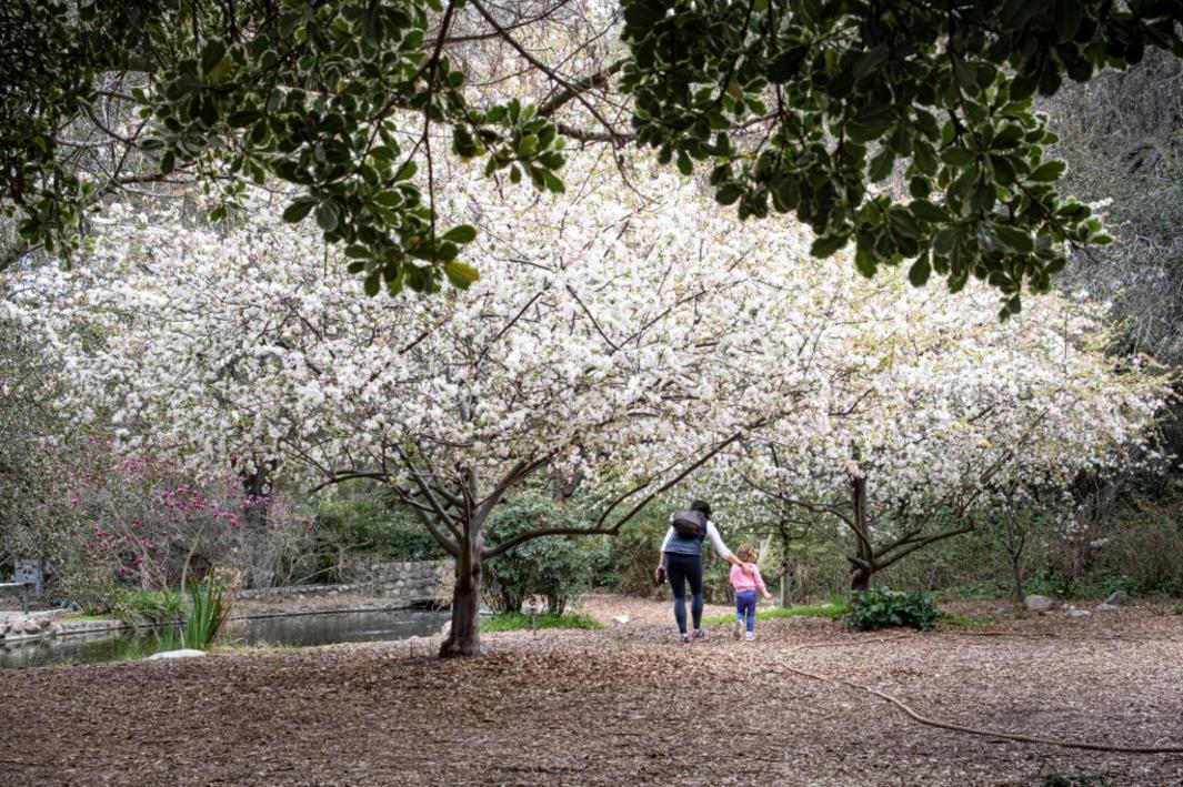 LDN L DESCANSO BLOOMS DC 1
