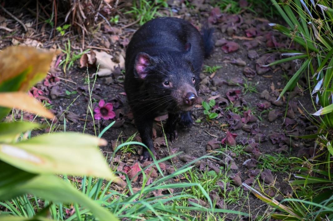 LDN L TASMANIAN DEVILS 0805 004
