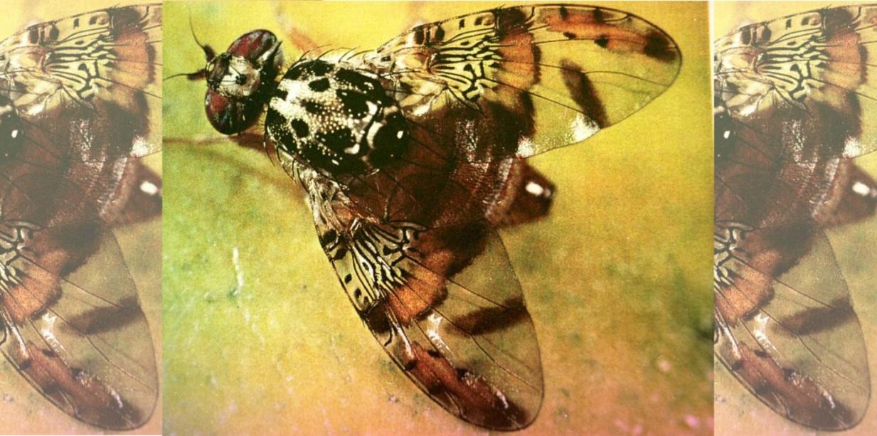 MEDFLY 1 MI