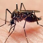 Loài muỗi ở Quận Berks, Pennsylvania dương tính với Vi rút West Nile