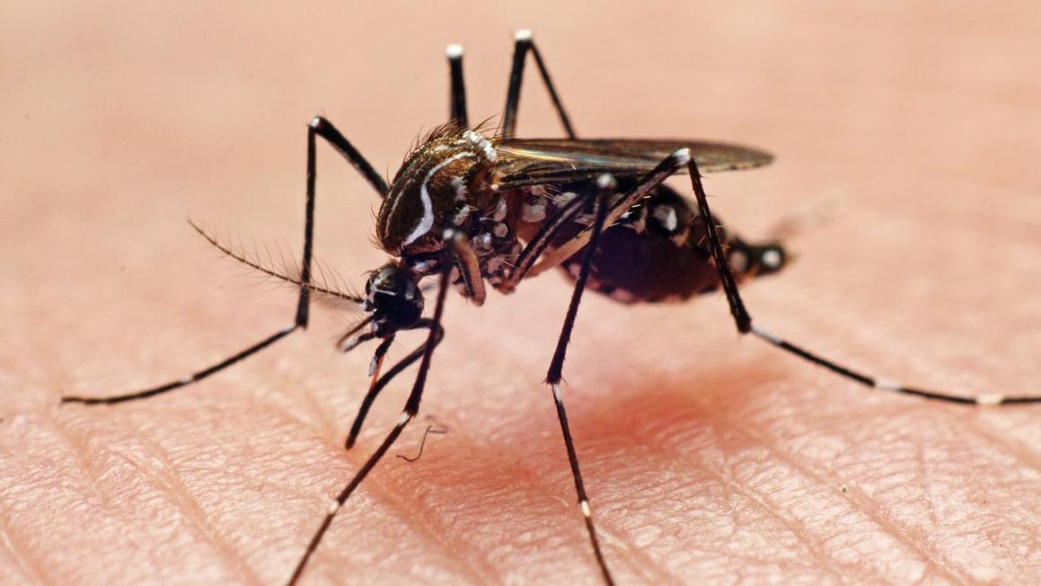 Mosquito