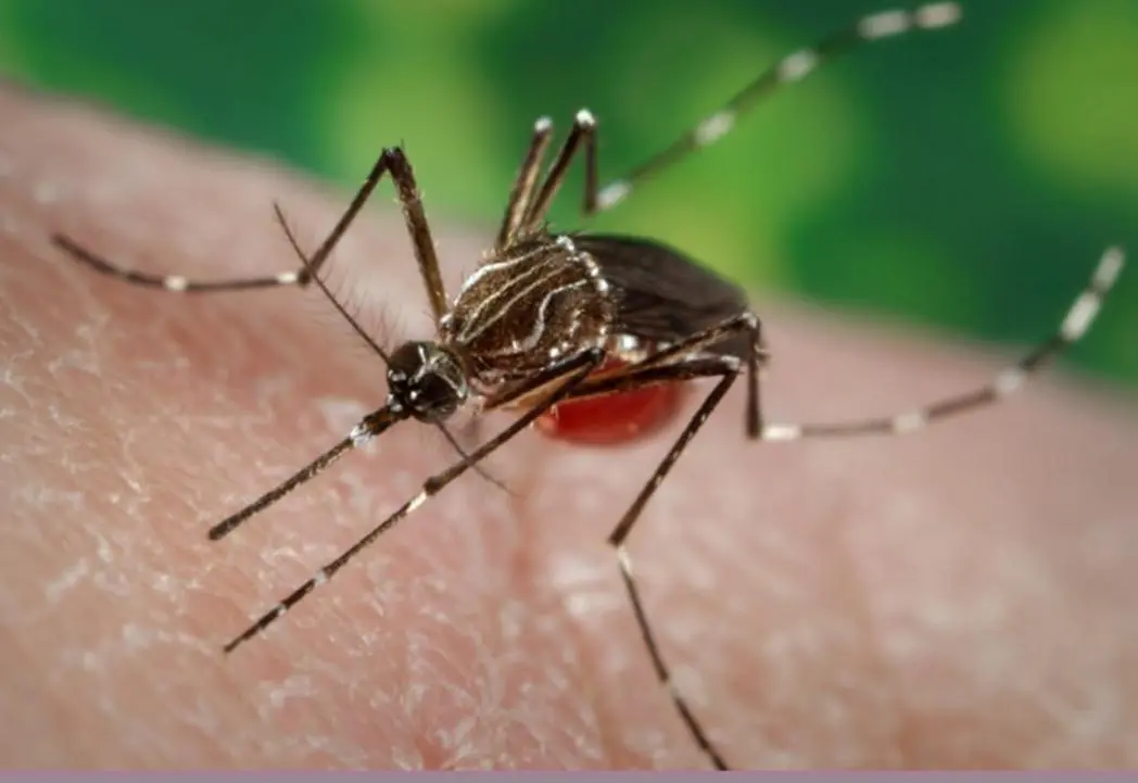 VAC L MOSQUITO 0525 2