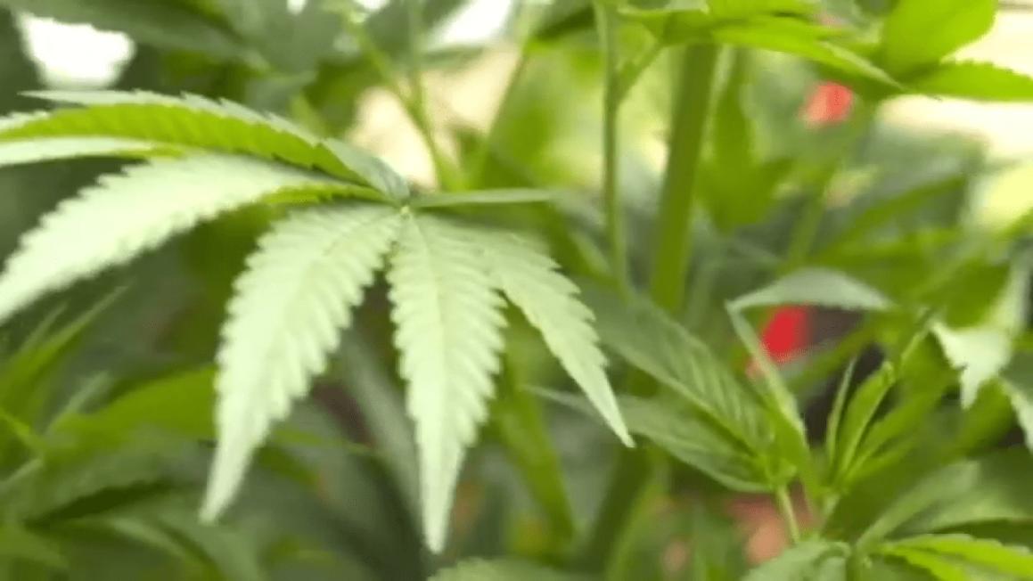 Weed
