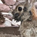 Colorado: Thỏ mọc ‘xúc tu’ trên đầu do nhiễm virus