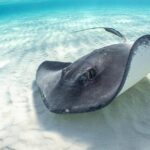 Khoảnh Khắc Đáng Kinh Ngạc: Cá Đuối Thoát Khỏi Cá Mập Ở Florida