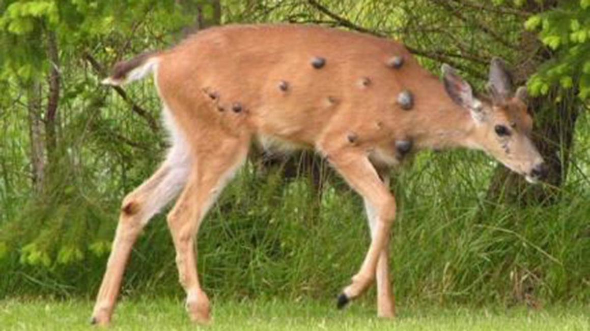 deer papillomas wash dfw