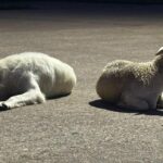 Bí ẩn về chú chó và con cừu ở Angleton đã có lời giải đáp