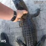 Cảnh sát Florida bắt cá sấu bằng tay không trong hồ bơi
