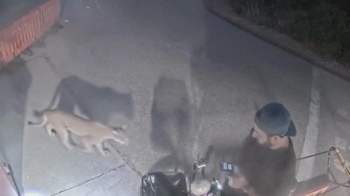 malibu mountain lion encounter stringer