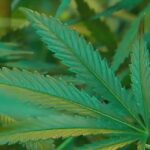 Thượng Viện Texas Thông Qua Lệnh Cấm THC, Dự Luật Sang Hạ Viện