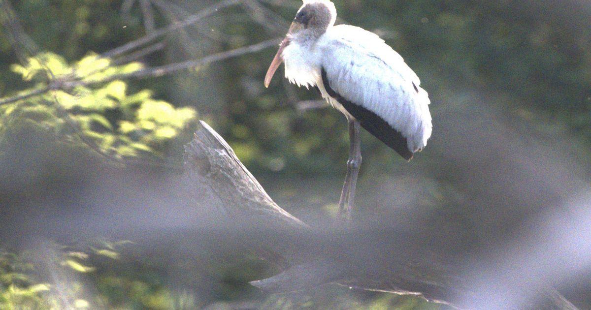 urnpublicidap.org6e05b292070a5ff1bca58d2d02ca0bcaWisconsin Rare Stork 37219