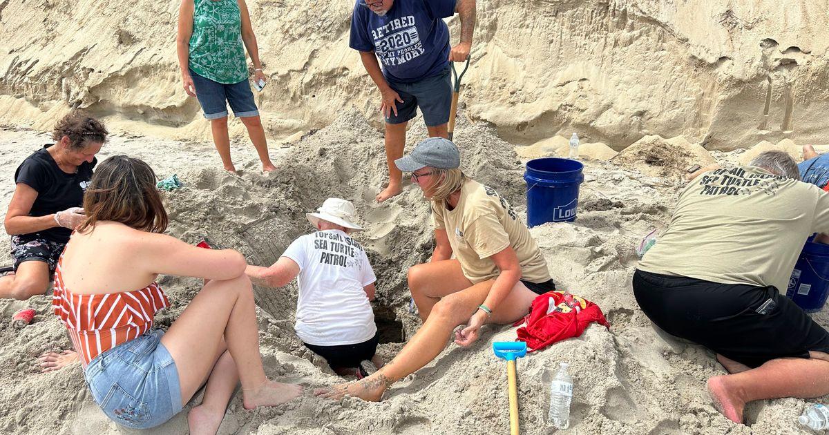 urnpublicidap.orgae4764ec0d51f82724c9850db9fa01a1Sea Turtle Nests Hurricane Erin 31382