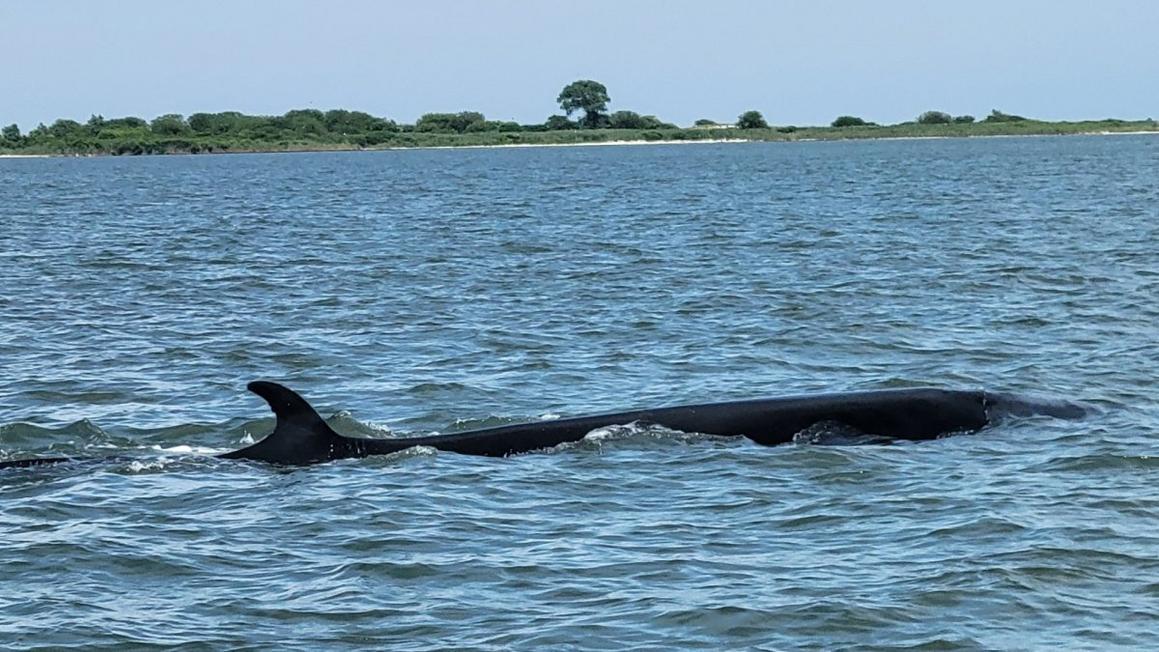 whale 3