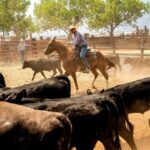 California: Cháy rừng lan rộng, đe dọa nhà cửa, 3 người bị thương
